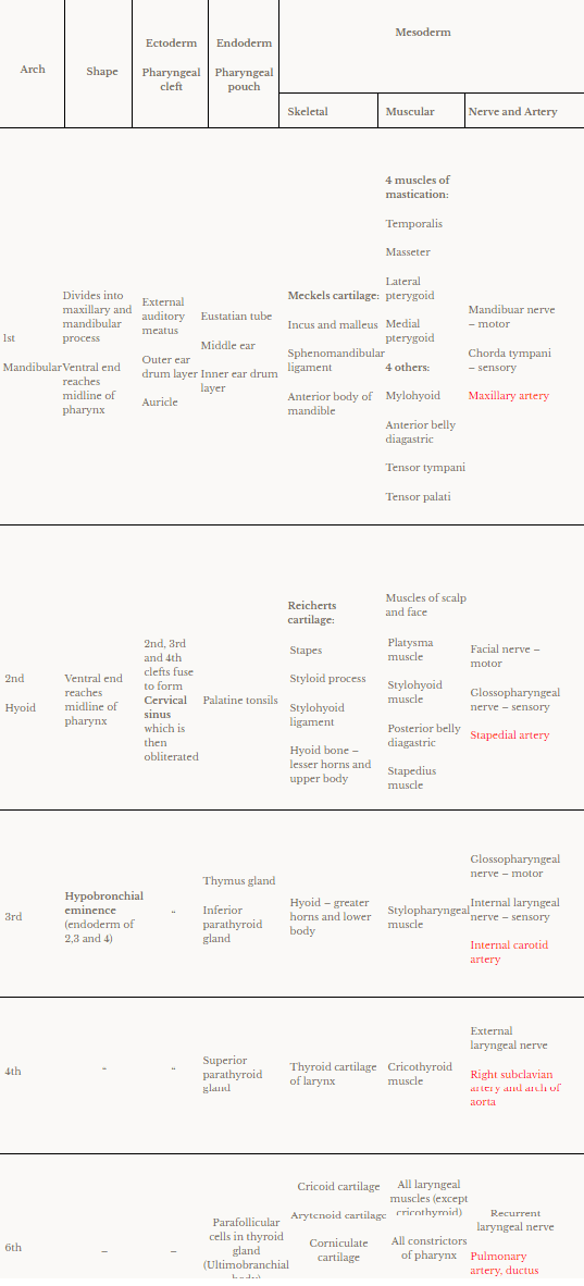 derivatives of pharyngeal arches, from ectoderm, endoderm, mesoderm and shape