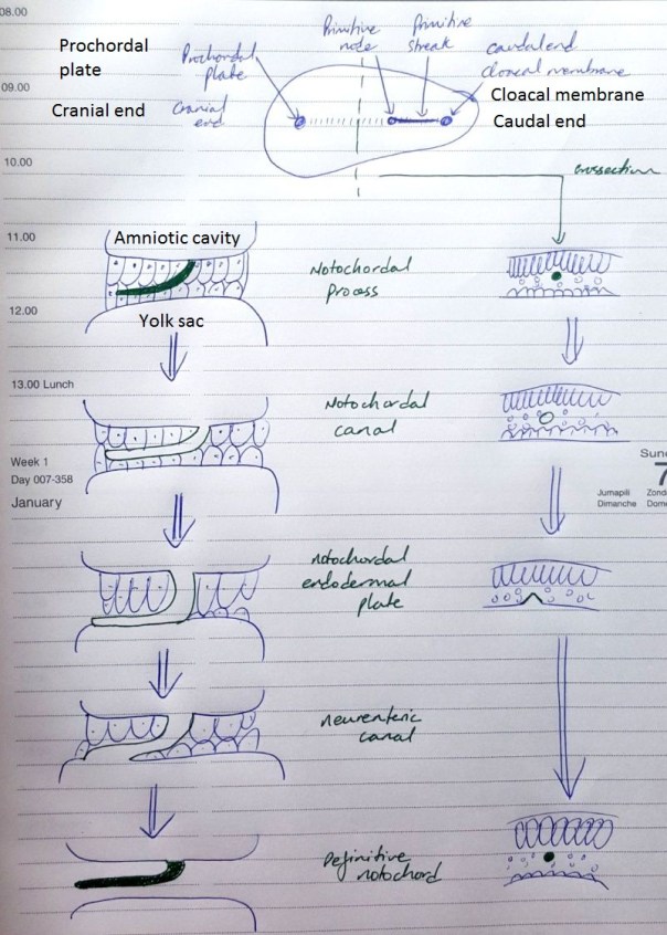 Formation of notochord
