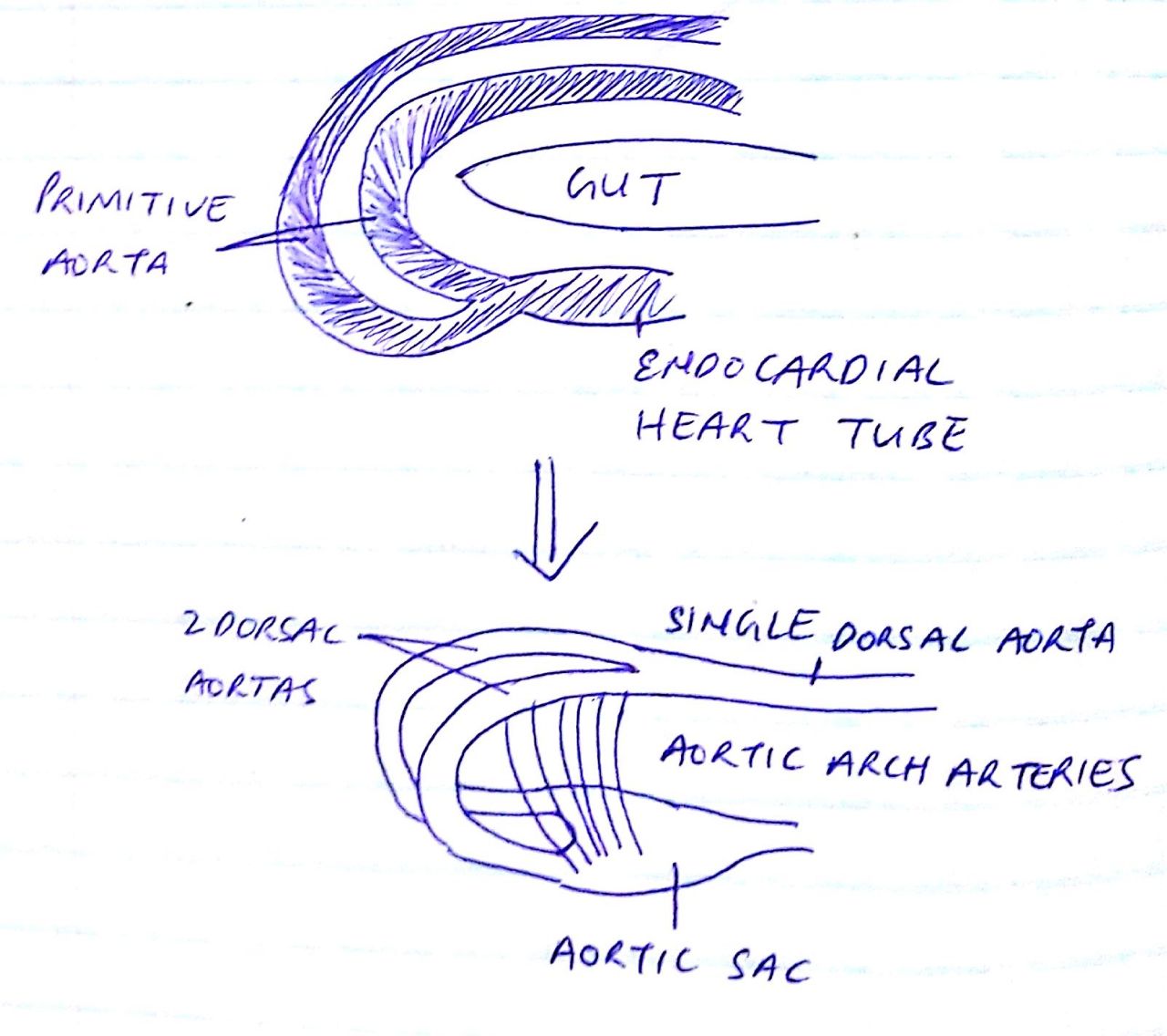Development of arteries