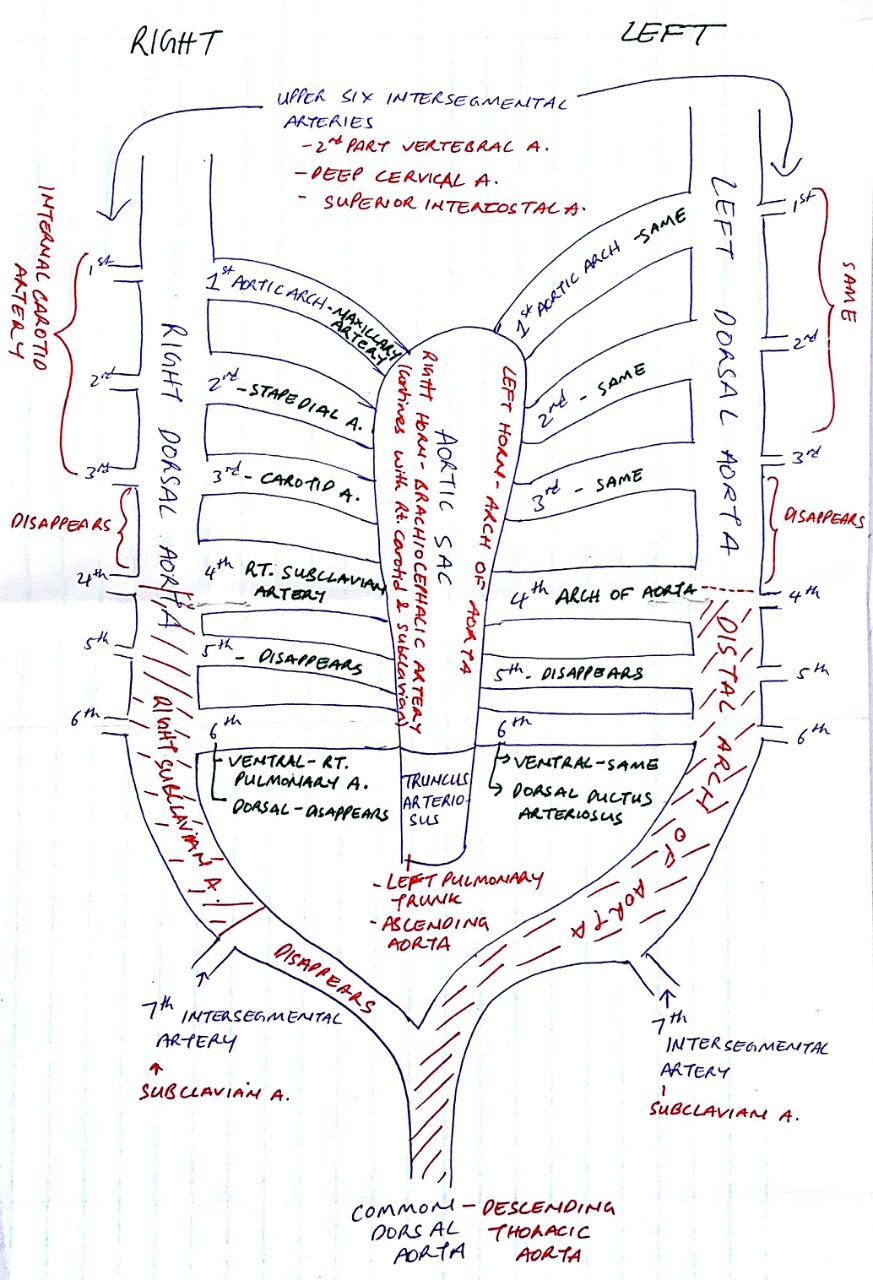 Development of arteries embryology