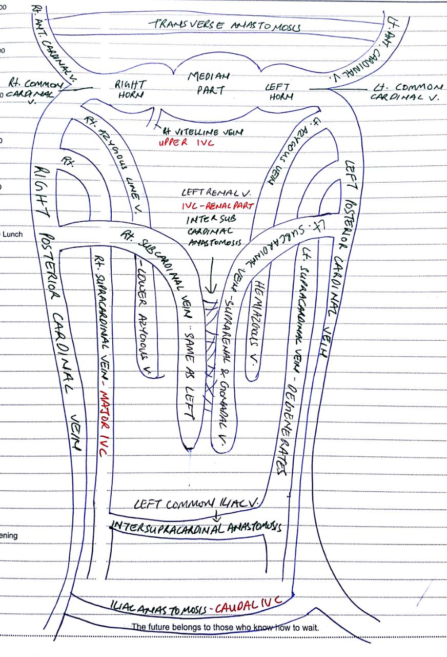 development of veins