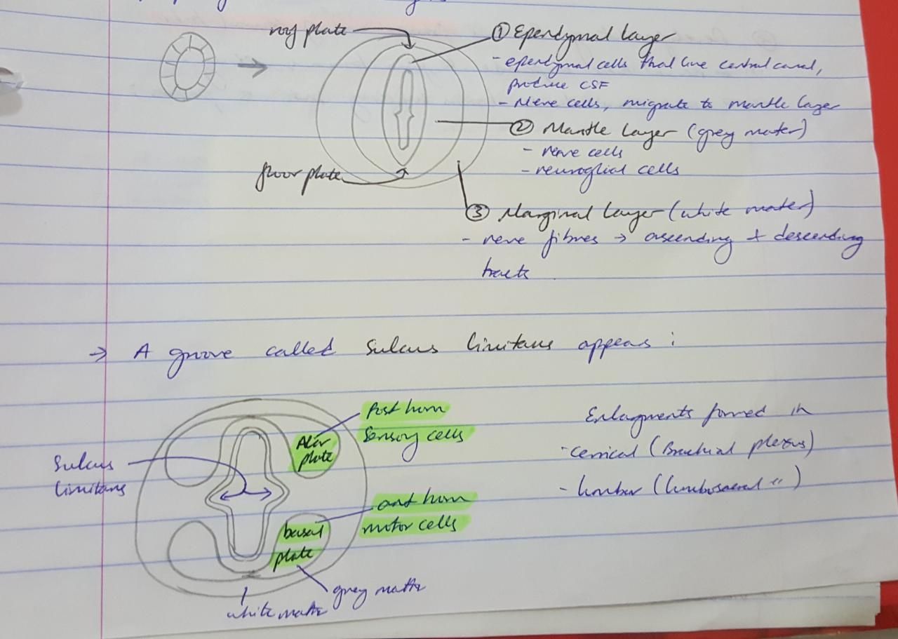 development of spinal cord, neural tube