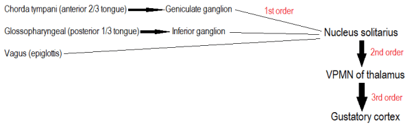 Gustatory pathway