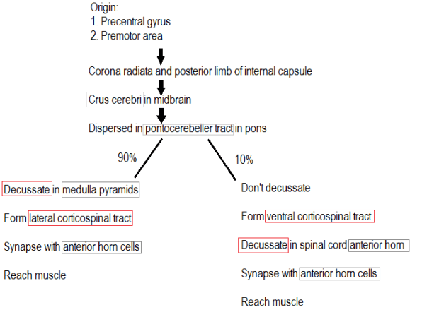 Descending pathway in spinal cord. From brain to muscle