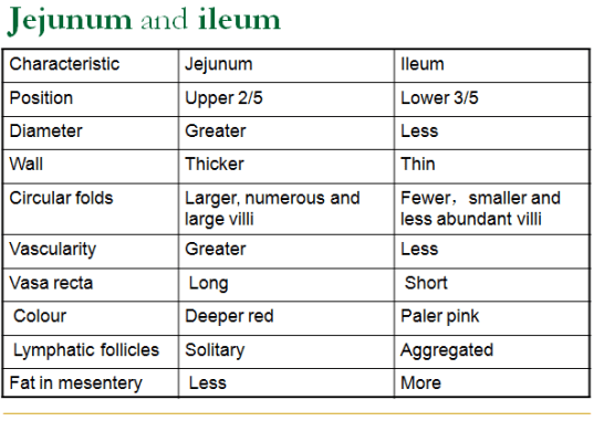Image result for difference between jejunum and ileum anatomy