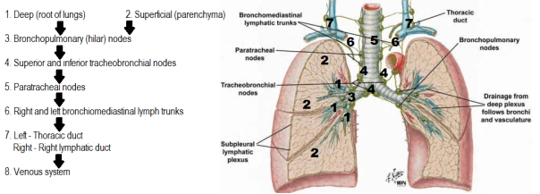 lymphatic drainage of lungs