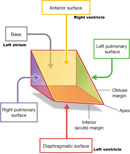 Relations of the heart