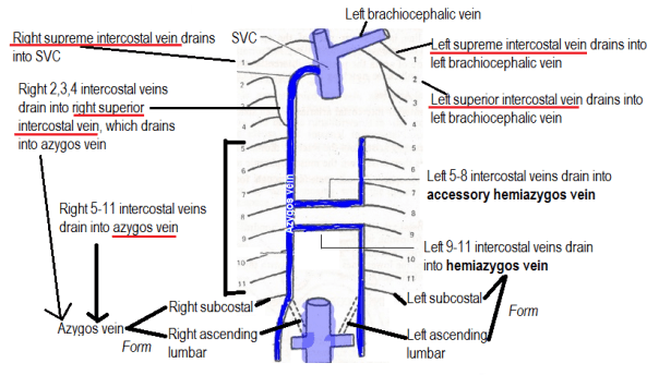 Azygos venous system