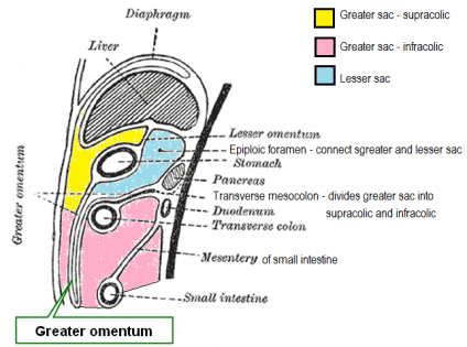 Greater omentum