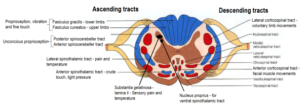 ascending and descending tracts of spinal cord