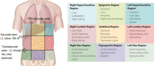 Regions of abdomen: 9 divisions