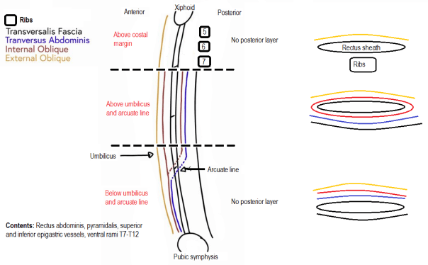 Rectus sheath