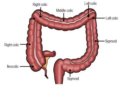 Blood supply of large intestine