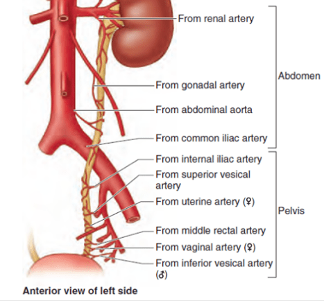 Blood supply of ureter