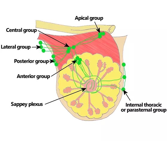 Lymphatic drainage of mammary glands