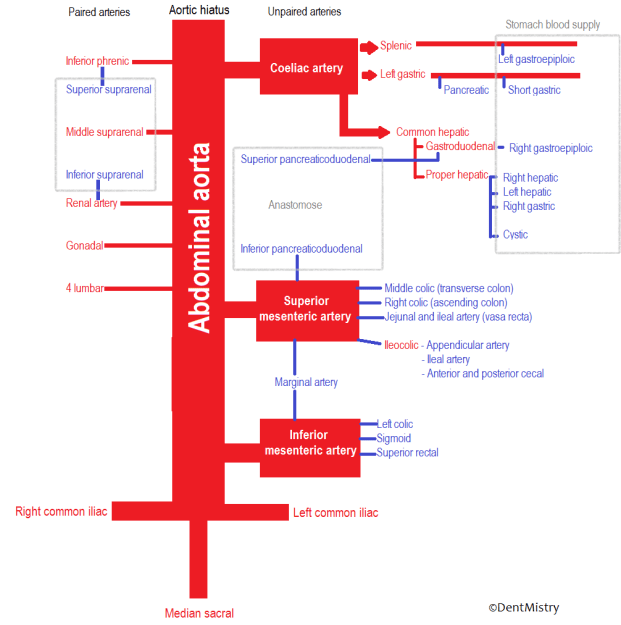 Blood supply
arteries of abdomen
all arteries of abdomen
blood flow in abdomen