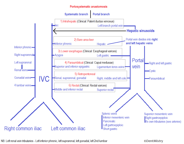 Venous drainage of abdomen
all veins of abdomen
venous course in abdomen
portosystemic anastomoses