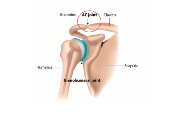 Acromioclavicular joint