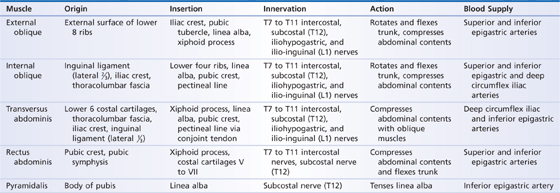 Anterior abdominal wall muscles