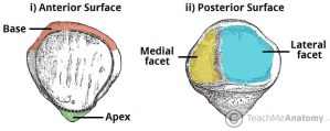 Side the patella anterior and posterior
Parts of the patella