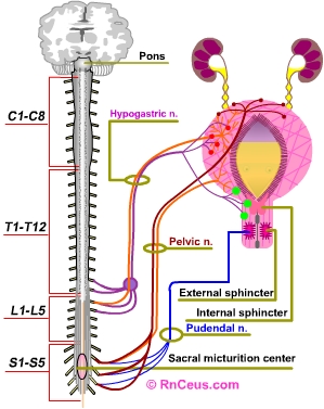 Bladder stretch reflex