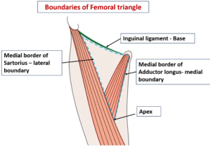 Boundaries of femoral triangle, medial base apex lateral