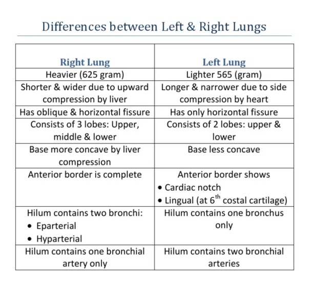 Difference between left and right lungs