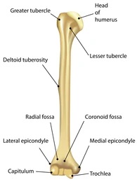 Humerus labelled