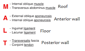 Inguinal canal boundaries