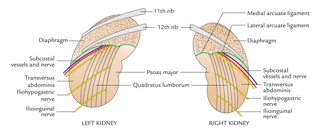 Kidney's relations posterior