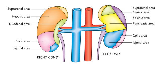 Kidney's relations, anterior