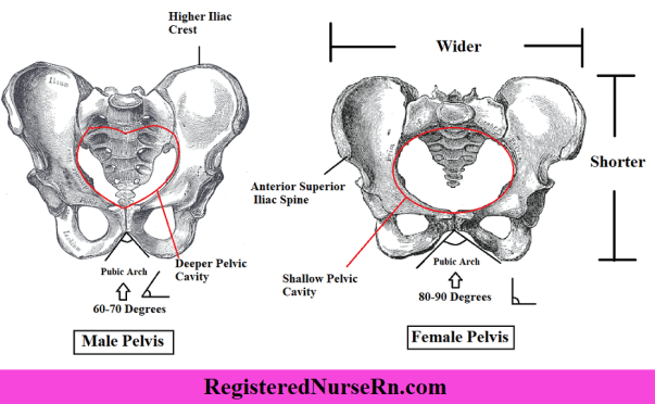 Difference between male and female pelvis