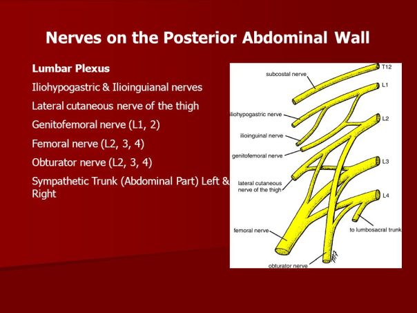 nerves on the posterior abdominal wall
lumbar plexus