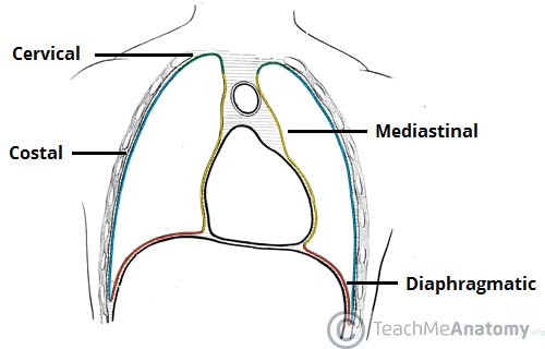 Parts of parietal pleura