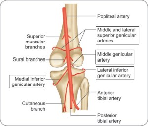 Knee anastomoses, genicular artery 