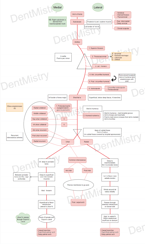 Flowchart of arteries of upper limb
DentMistry