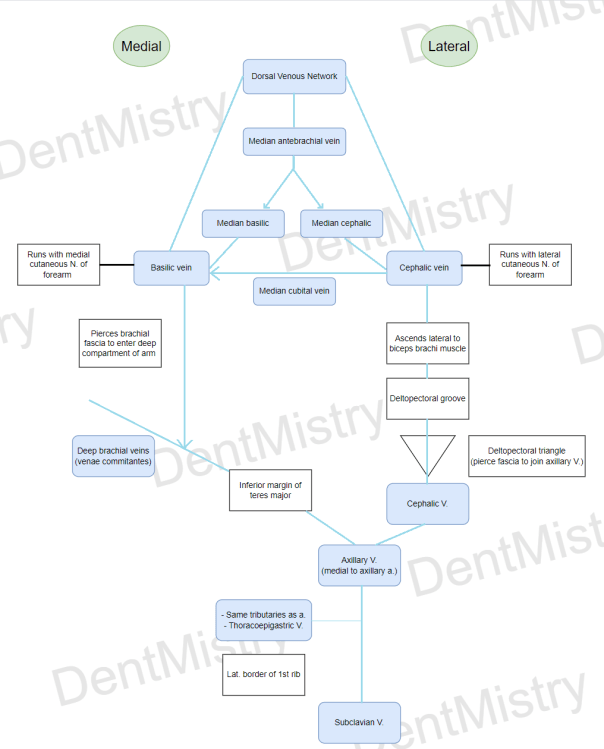 Flowchart of veins of upperlimb
