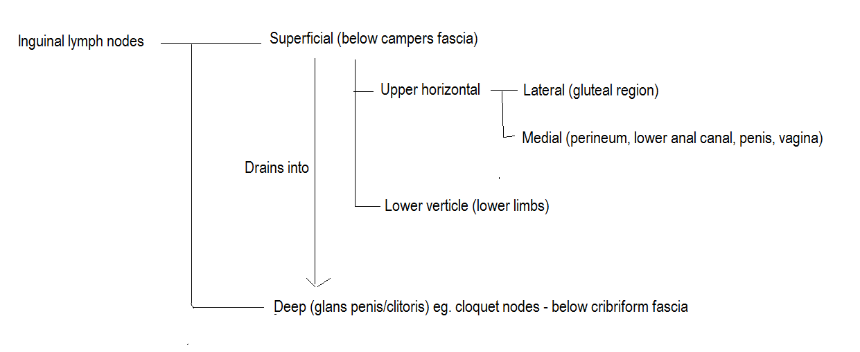 Inguinal lymph nodes drainage