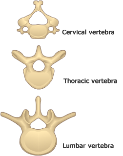 Types of vertebra, thoracic, lumbar and cervical
