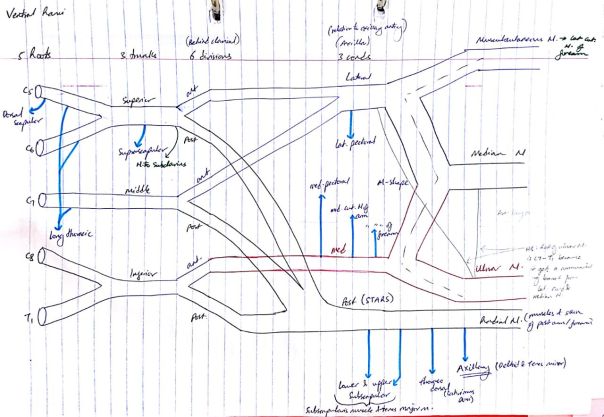 Formation of brachial plexus