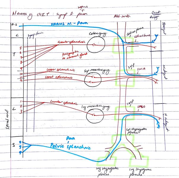 Nerves of GIT: sympathetic and parasympathetic
celiac ganglion, superior mesenteric ganglion, inferior mesenteric ganglion, pelvic splanchnic 

