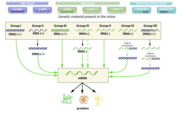 Baltimore classification of virus