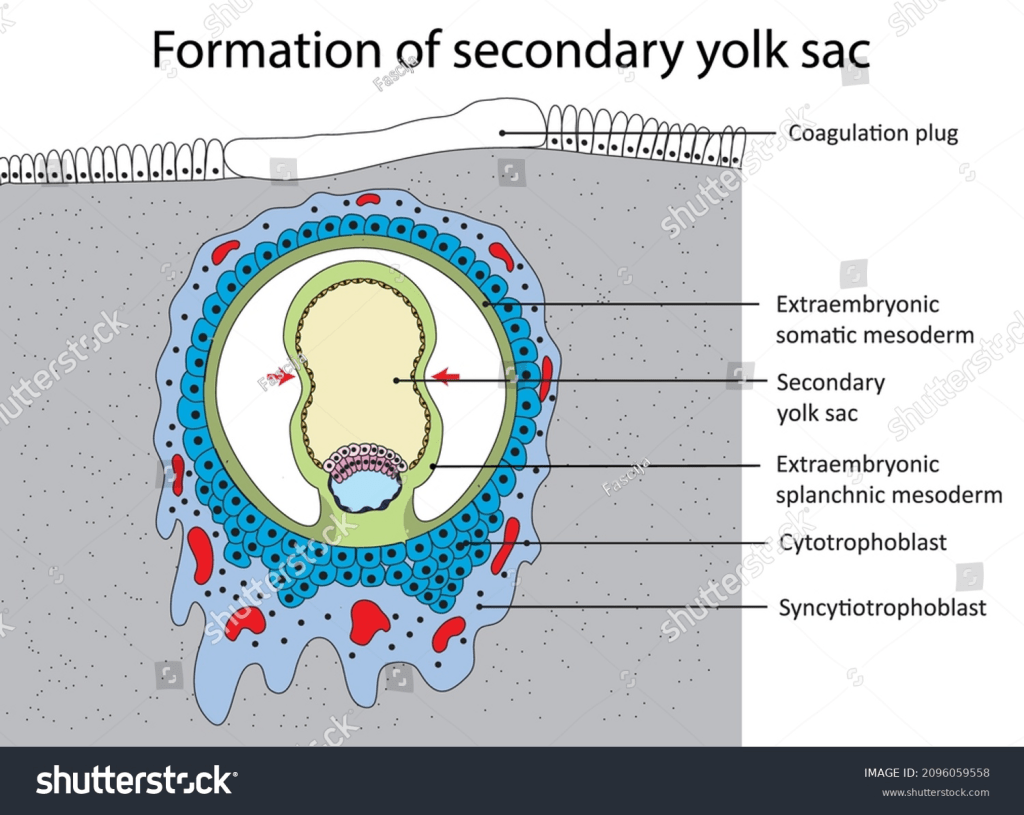 Secondary Yolk Sac