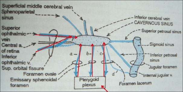 Cavernous sinus and pterygoid plexus communication. Foramen ovale, foramen lacerum
