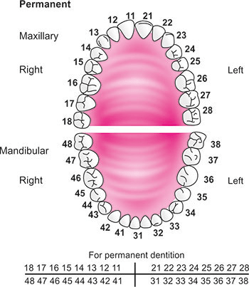 Tooth numbering in maxilla and mandible