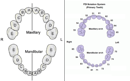 Notation of primary teeth