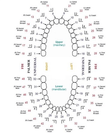 Common teeth notation systems
